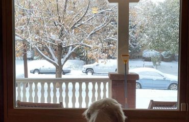 a dog looking out a window at snow falling