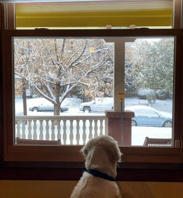 a dog looking out a window at snow falling