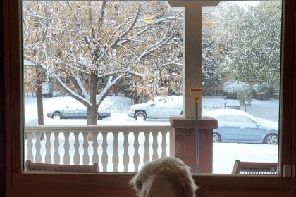 a dog looking out a window at snow falling