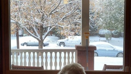 a dog looking out a window at snow falling