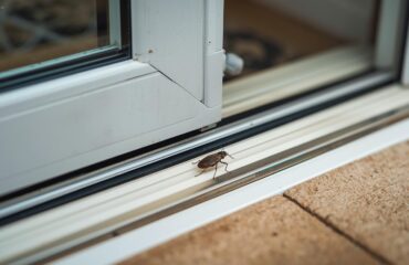 insect entering through sliding glass door